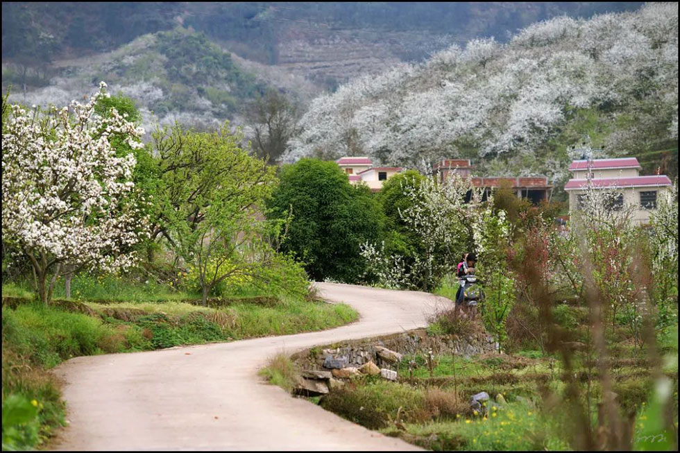 【春天,广西桂林灌阳县向您发出邀请!】我们在灌阳看梨花 - 游山玩水 - 乌兰察布生活社区 - 乌兰察布28生活网 wlcb.28life.com