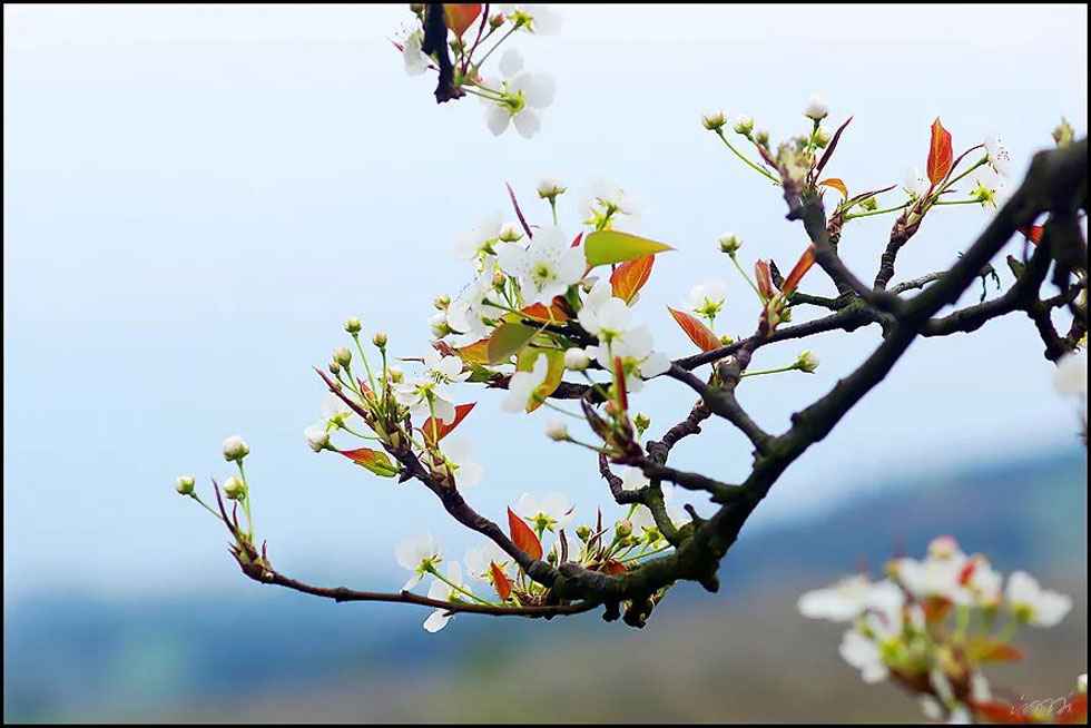 【春天,广西桂林灌阳县向您发出邀请!】我们在灌阳看梨花 - 游山玩水 - 乌兰察布生活社区 - 乌兰察布28生活网 wlcb.28life.com