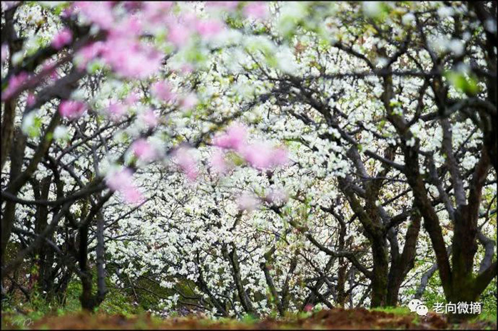 【春天,广西桂林灌阳县向您发出邀请!】我们在灌阳看梨花 - 游山玩水 - 乌兰察布生活社区 - 乌兰察布28生活网 wlcb.28life.com