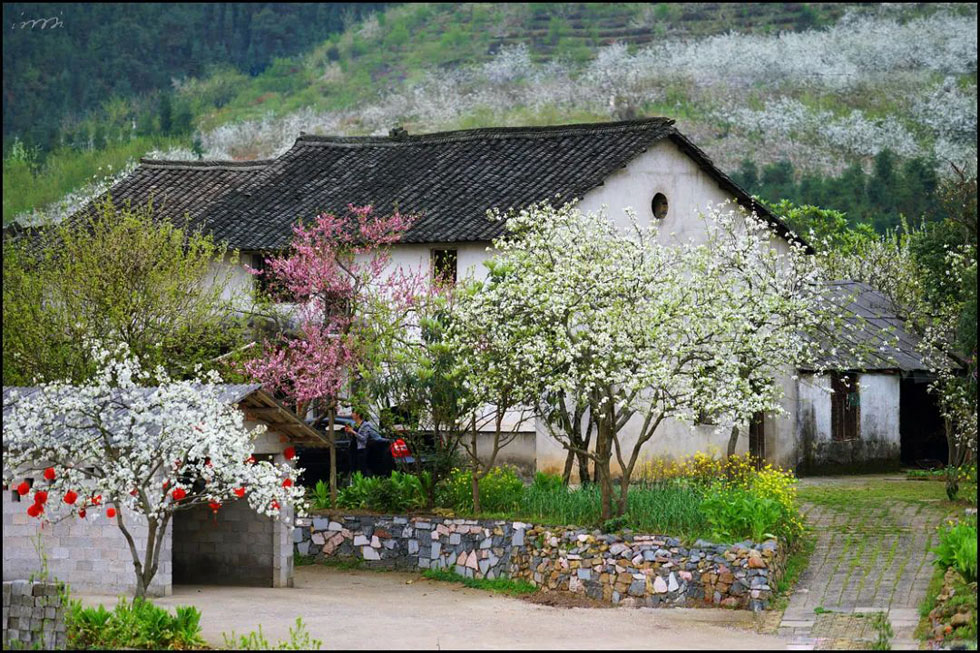 【春天,广西桂林灌阳县向您发出邀请!】我们在灌阳看梨花 - 游山玩水 - 乌兰察布生活社区 - 乌兰察布28生活网 wlcb.28life.com