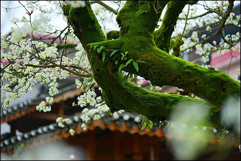 【春天,广西桂林灌阳县向您发出邀请!】我们在灌阳看梨花 - 游山玩水 - 乌兰察布生活社区 - 乌兰察布28生活网 wlcb.28life.com