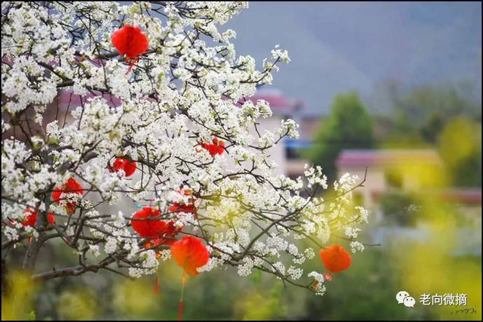 【春天,广西桂林灌阳县向您发出邀请!】我们在灌阳看梨花 - 游山玩水 - 乌兰察布生活社区 - 乌兰察布28生活网 wlcb.28life.com