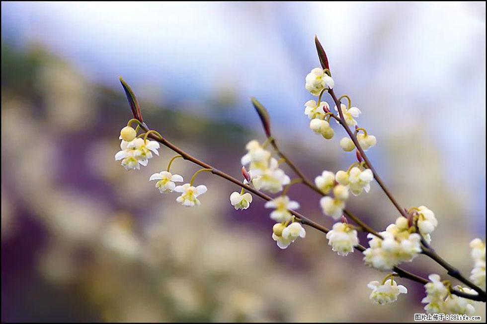 【春天,广西桂林灌阳县向您发出邀请!】米珠山前有片山苍子花在飘香 - 游山玩水 - 乌兰察布生活社区 - 乌兰察布28生活网 wlcb.28life.com