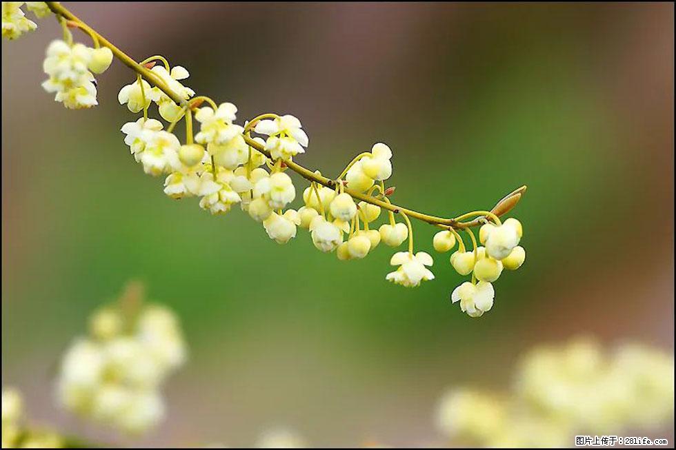【春天,广西桂林灌阳县向您发出邀请!】米珠山前有片山苍子花在飘香 - 游山玩水 - 乌兰察布生活社区 - 乌兰察布28生活网 wlcb.28life.com