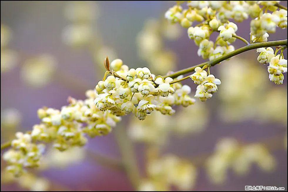 【春天,广西桂林灌阳县向您发出邀请!】米珠山前有片山苍子花在飘香 - 游山玩水 - 乌兰察布生活社区 - 乌兰察布28生活网 wlcb.28life.com