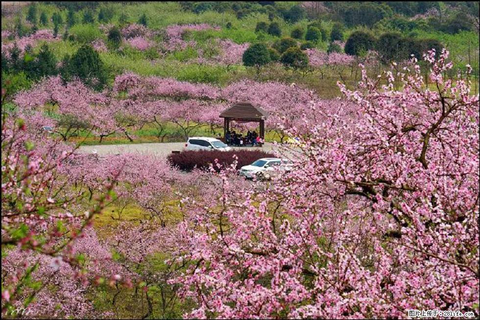 【春天,广西桂林灌阳县向您发出邀请!】官庄村有个醉美的桃花园 - 游山玩水 - 乌兰察布生活社区 - 乌兰察布28生活网 wlcb.28life.com