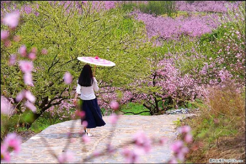 【春天,广西桂林灌阳县向您发出邀请!】官庄村有个醉美的桃花园 - 游山玩水 - 乌兰察布生活社区 - 乌兰察布28生活网 wlcb.28life.com