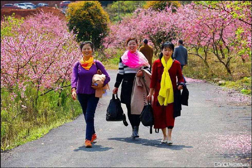 【春天,广西桂林灌阳县向您发出邀请!】官庄村有个醉美的桃花园 - 游山玩水 - 乌兰察布生活社区 - 乌兰察布28生活网 wlcb.28life.com