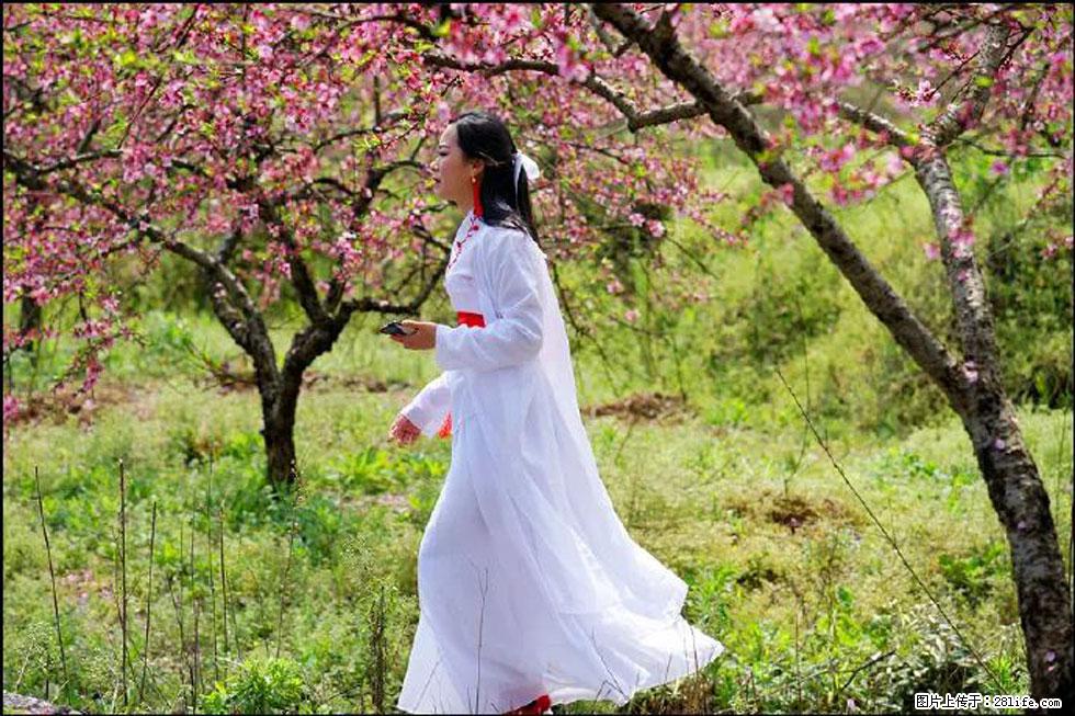 【春天,广西桂林灌阳县向您发出邀请!】官庄村有个醉美的桃花园 - 游山玩水 - 乌兰察布生活社区 - 乌兰察布28生活网 wlcb.28life.com