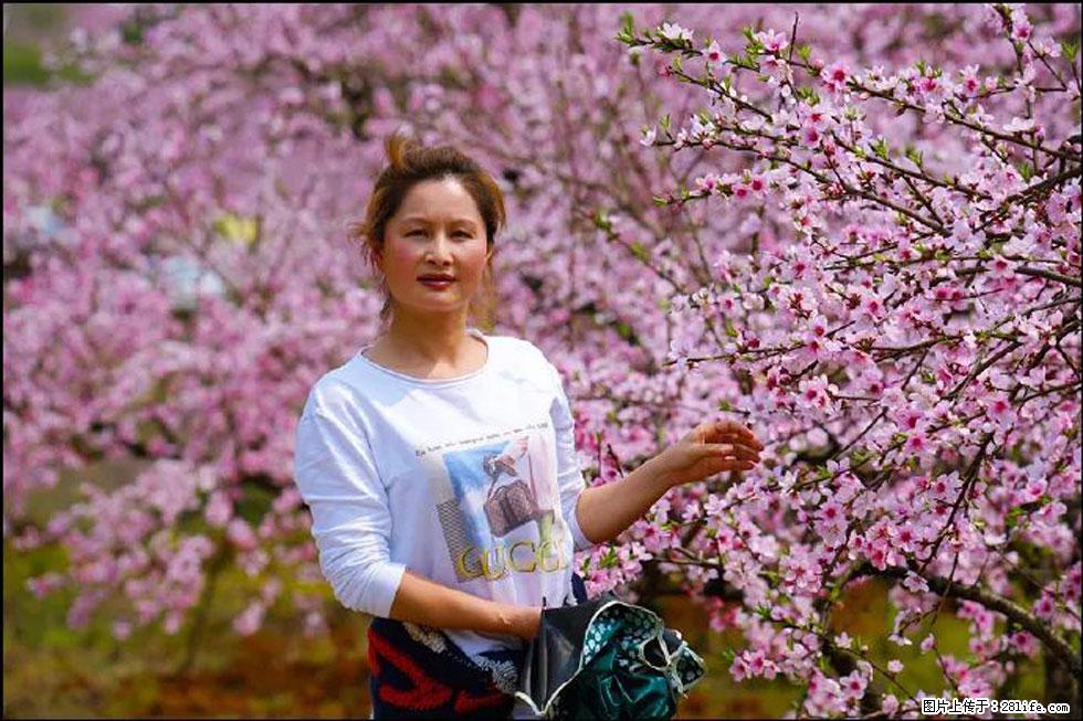 【春天,广西桂林灌阳县向您发出邀请!】官庄村有个醉美的桃花园 - 游山玩水 - 乌兰察布生活社区 - 乌兰察布28生活网 wlcb.28life.com