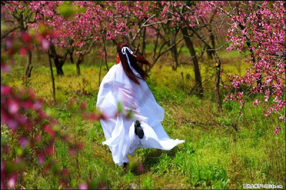 【春天,广西桂林灌阳县向您发出邀请!】官庄村有个醉美的桃花园 - 游山玩水 - 乌兰察布生活社区 - 乌兰察布28生活网 wlcb.28life.com