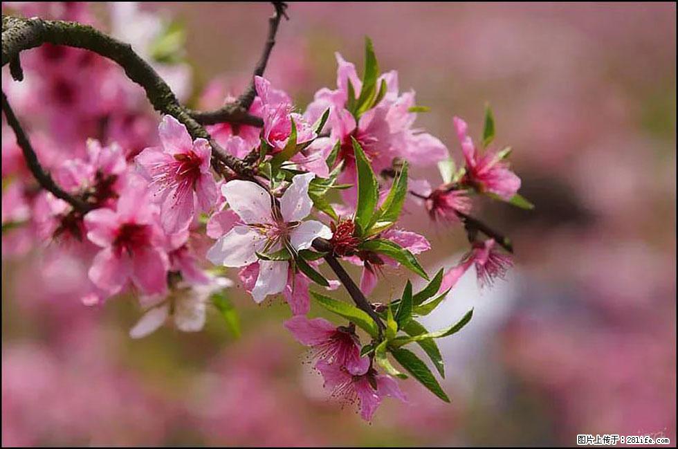 【春天,广西桂林灌阳县向您发出邀请!】官庄村有个醉美的桃花园 - 游山玩水 - 乌兰察布生活社区 - 乌兰察布28生活网 wlcb.28life.com