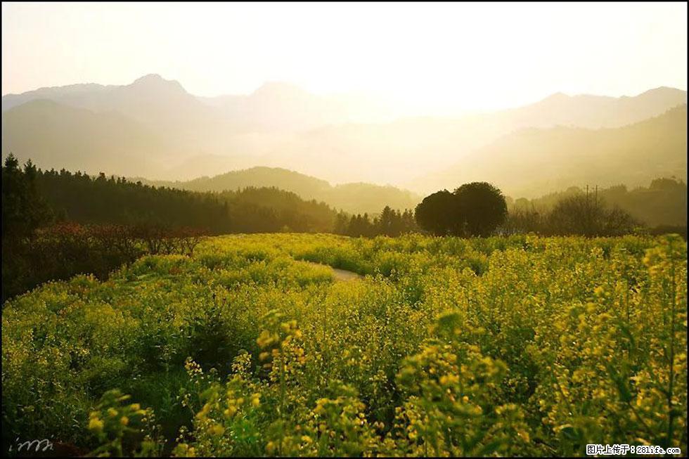 【春天,广西桂林灌阳县向您发出邀请!】长坪村油菜盛情花开 - 游山玩水 - 乌兰察布生活社区 - 乌兰察布28生活网 wlcb.28life.com
