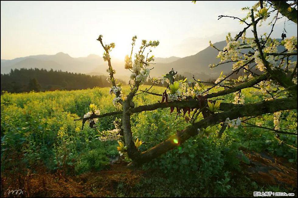 【春天,广西桂林灌阳县向您发出邀请!】长坪村油菜盛情花开 - 游山玩水 - 乌兰察布生活社区 - 乌兰察布28生活网 wlcb.28life.com