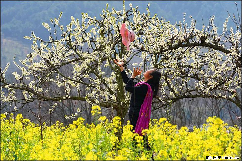 【春天,广西桂林灌阳县向您发出邀请!】长坪村油菜盛情花开 - 游山玩水 - 乌兰察布生活社区 - 乌兰察布28生活网 wlcb.28life.com
