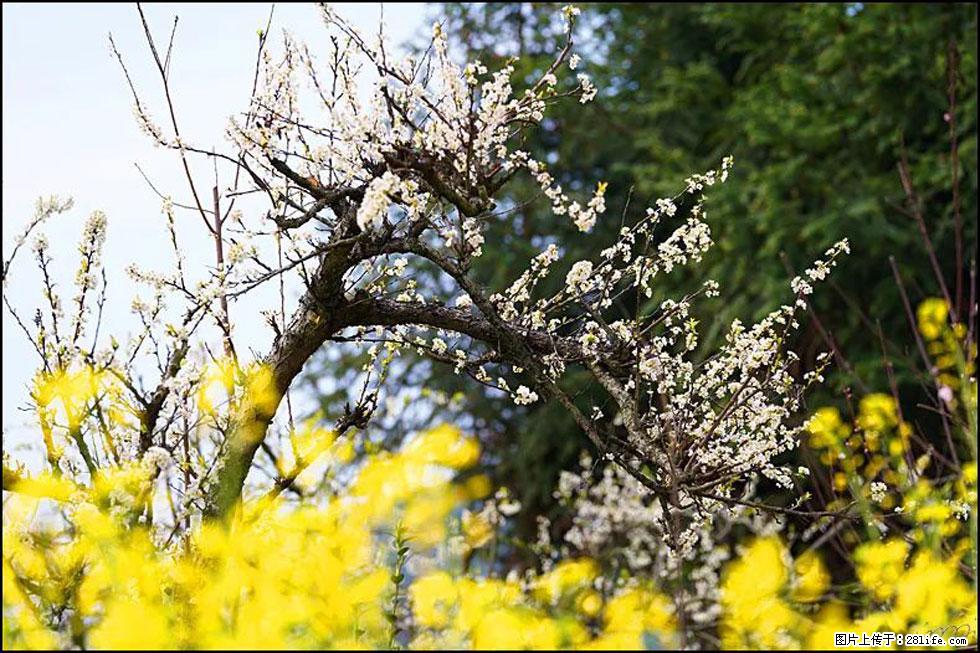 【春天,广西桂林灌阳县向您发出邀请!】长坪村油菜盛情花开 - 游山玩水 - 乌兰察布生活社区 - 乌兰察布28生活网 wlcb.28life.com
