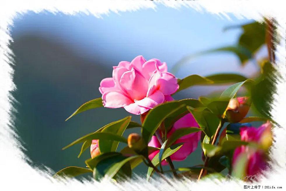 【春天,广西桂林灌阳县向您发出邀请!】杨柳井茶花惹人爱 - 游山玩水 - 乌兰察布生活社区 - 乌兰察布28生活网 wlcb.28life.com