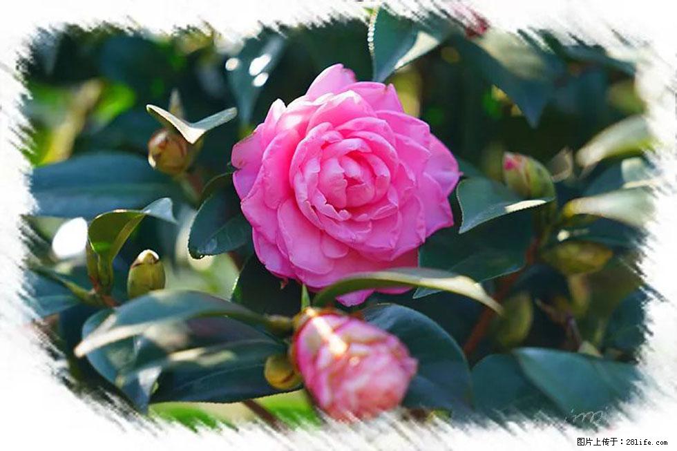 【春天,广西桂林灌阳县向您发出邀请!】杨柳井茶花惹人爱 - 游山玩水 - 乌兰察布生活社区 - 乌兰察布28生活网 wlcb.28life.com