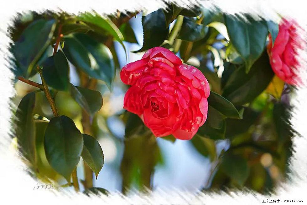 【春天,广西桂林灌阳县向您发出邀请!】杨柳井茶花惹人爱 - 游山玩水 - 乌兰察布生活社区 - 乌兰察布28生活网 wlcb.28life.com