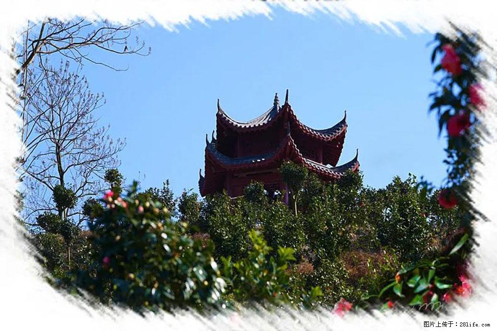 【春天,广西桂林灌阳县向您发出邀请!】杨柳井茶花惹人爱 - 游山玩水 - 乌兰察布生活社区 - 乌兰察布28生活网 wlcb.28life.com