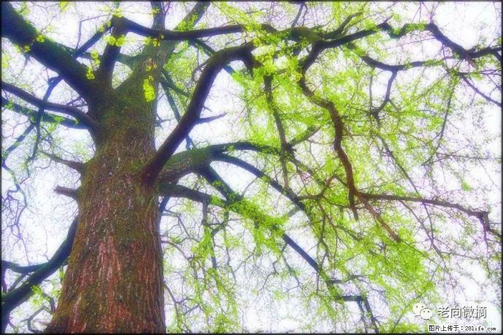 【春天,广西桂林灌阳县向您发出邀请!】在小龙村与春天约会 - 游山玩水 - 乌兰察布生活社区 - 乌兰察布28生活网 wlcb.28life.com