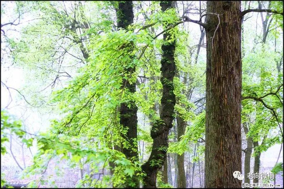 【春天,广西桂林灌阳县向您发出邀请!】在小龙村与春天约会 - 游山玩水 - 乌兰察布生活社区 - 乌兰察布28生活网 wlcb.28life.com