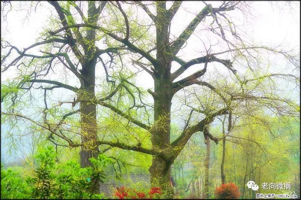 【春天,广西桂林灌阳县向您发出邀请!】在小龙村与春天约会 - 游山玩水 - 乌兰察布生活社区 - 乌兰察布28生活网 wlcb.28life.com