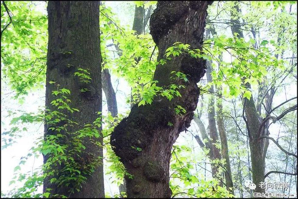 【春天,广西桂林灌阳县向您发出邀请!】在小龙村与春天约会 - 游山玩水 - 乌兰察布生活社区 - 乌兰察布28生活网 wlcb.28life.com