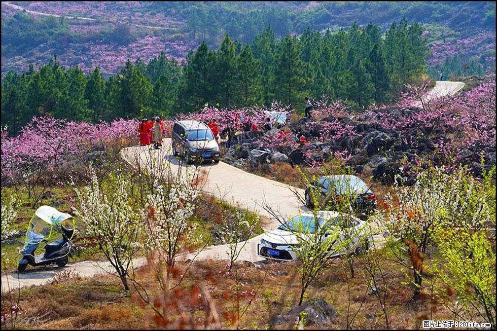 【春天,广西桂林灌阳县向您发出邀请!】望月岭上桃花开 - 游山玩水 - 乌兰察布生活社区 - 乌兰察布28生活网 wlcb.28life.com