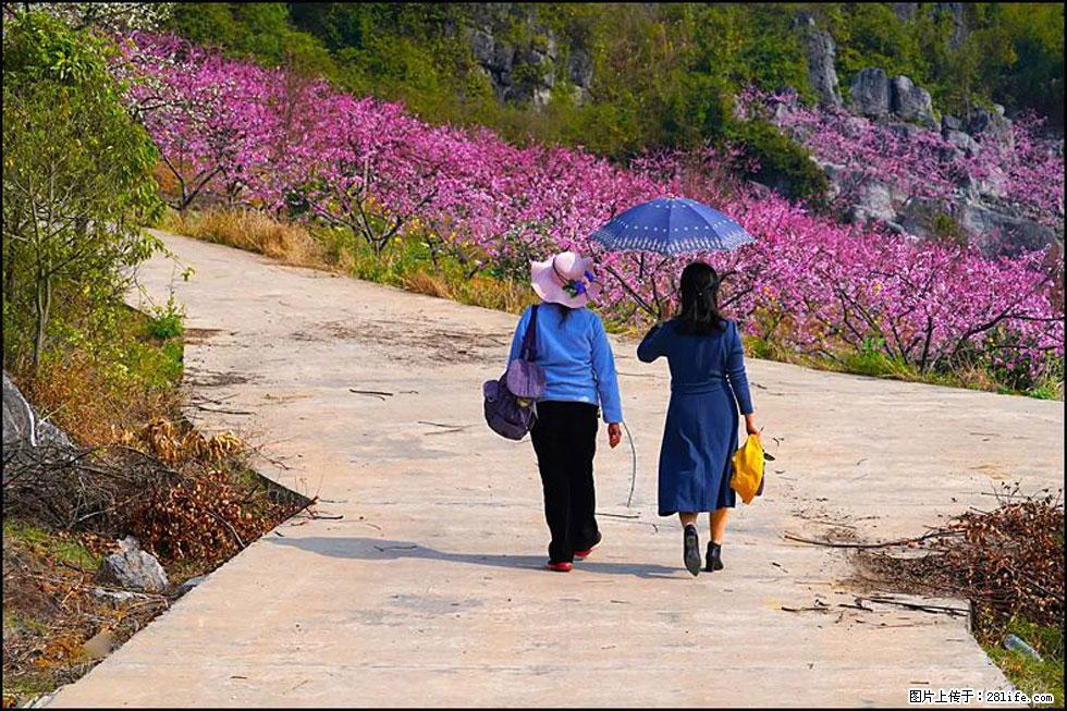 【春天,广西桂林灌阳县向您发出邀请!】望月岭上桃花开 - 游山玩水 - 乌兰察布生活社区 - 乌兰察布28生活网 wlcb.28life.com