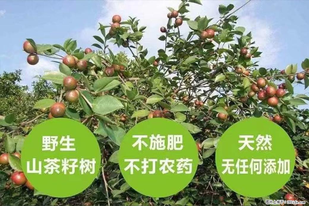 【灌阳县油茶产业示范区】一个有着充实的精神生活的人,对待身外之物自会有一种淡泊的态度 - 美食天地 - 乌兰察布生活社区 - 乌兰察布28生活网 wlcb.28life.com