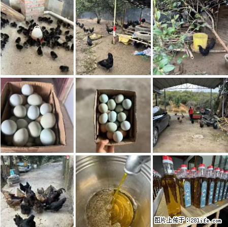 油茶园从小鸡仔开始养起的纯土鸡、土鸡蛋可以预定啦!还有前几天刚榨的纯山茶油哦 - 土特产 - 饮食特产 - 乌兰察布分类信息 - 乌兰察布28生活网 wlcb.28life.com