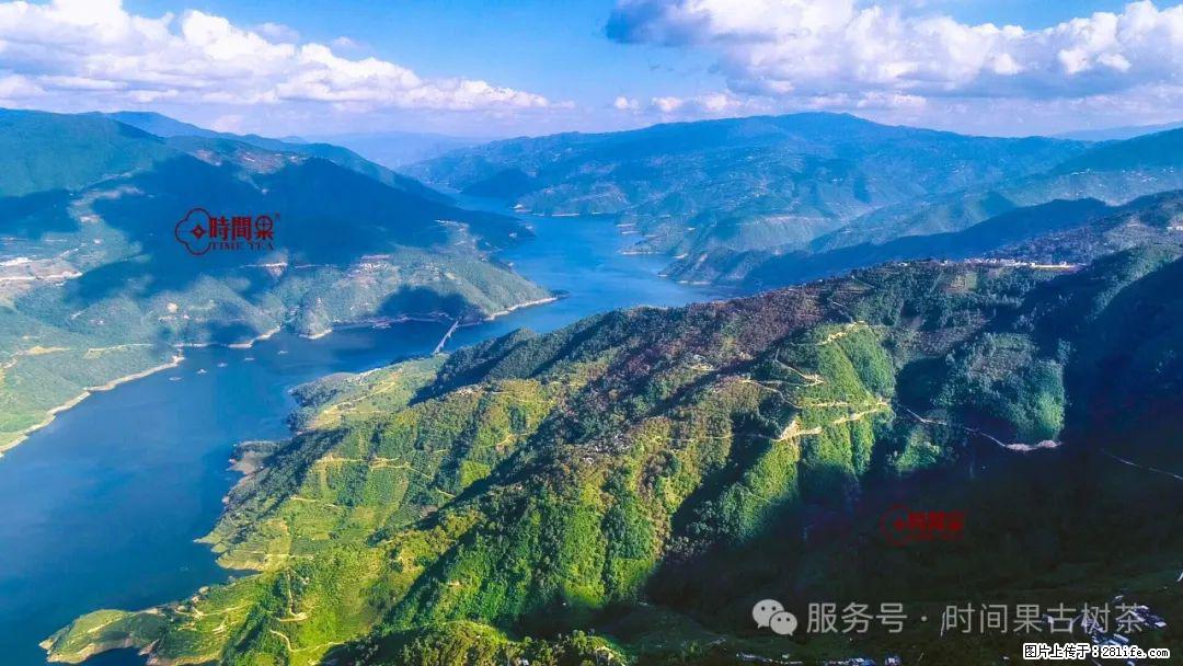 时间果百年古树龙珠普洱生茶 - 购物交流 - 乌兰察布生活社区 - 乌兰察布28生活网 wlcb.28life.com