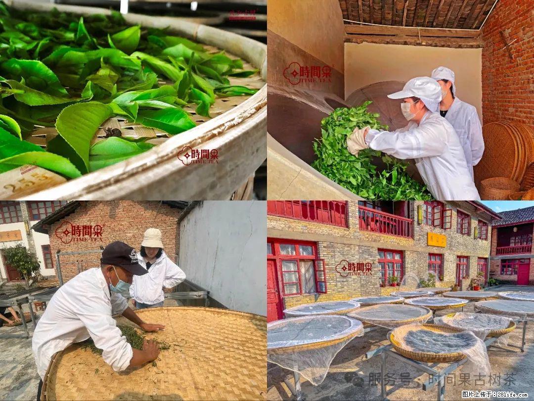 时间果百年古树龙珠普洱生茶 - 购物交流 - 乌兰察布生活社区 - 乌兰察布28生活网 wlcb.28life.com