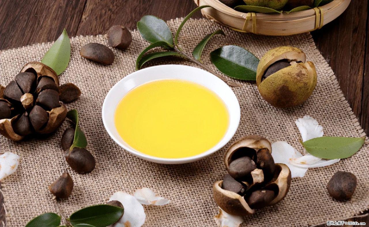 揭秘茶油的5大核心营养成分!被称为人体健康的“守护盾”! - 乌兰察布生活资讯 - 乌兰察布28生活网 wlcb.28life.com