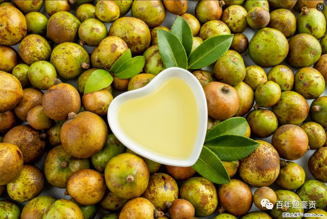 世界没有真相,只有认知,最好的食用油是中国的山茶油! - 乌兰察布生活资讯 - 乌兰察布28生活网 wlcb.28life.com