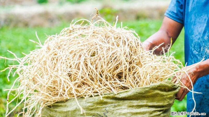 堪称“最难吃”的蔬菜,却是 “抗辐射神器”,还能护肺、清热、止咳化痰! - 乌兰察布生活资讯 - 乌兰察布28生活网 wlcb.28life.com