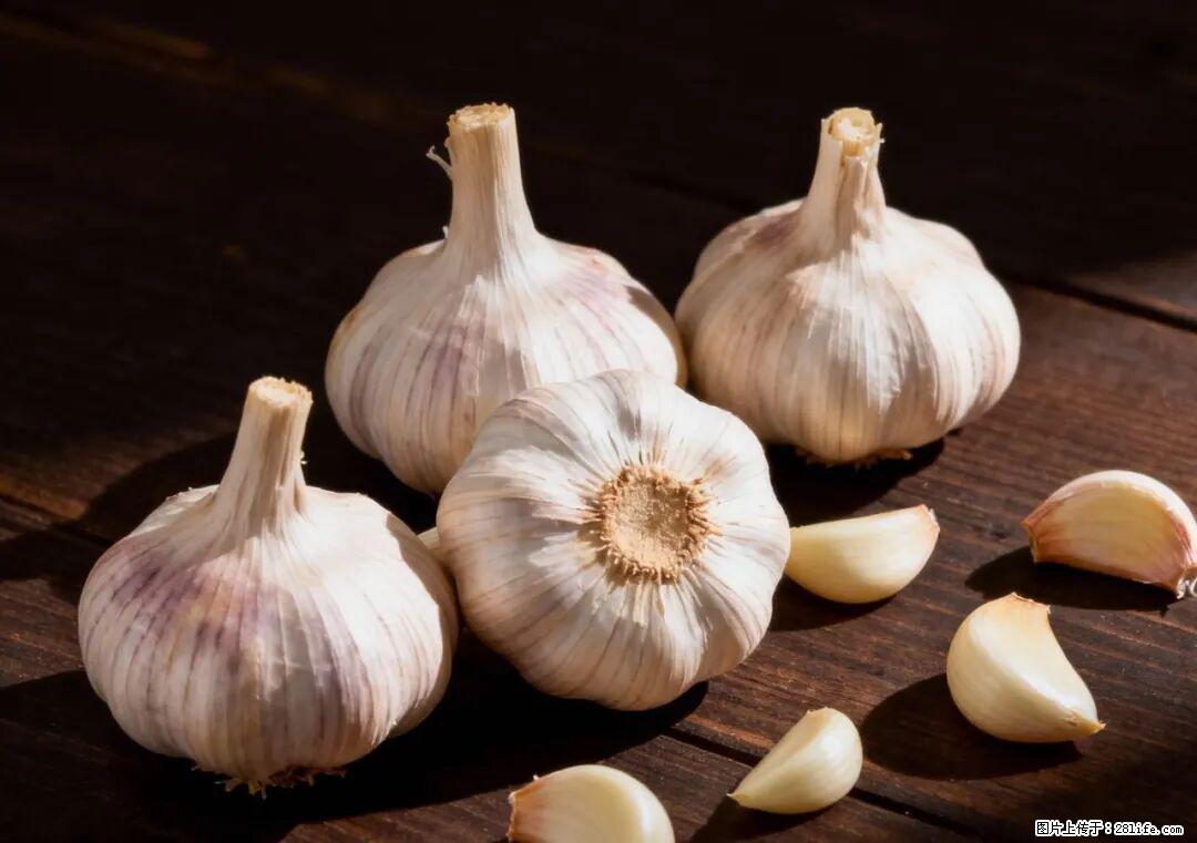 关于大蒜,除了“天然抗生素”,这4个谣言更该警惕! - 乌兰察布生活资讯 - 乌兰察布28生活网 wlcb.28life.com