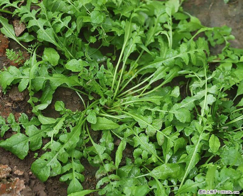 这些蔬菜是“天然钙片”，这6种被医生重点推荐 - 乌兰察布生活资讯 - 乌兰察布28生活网 wlcb.28life.com