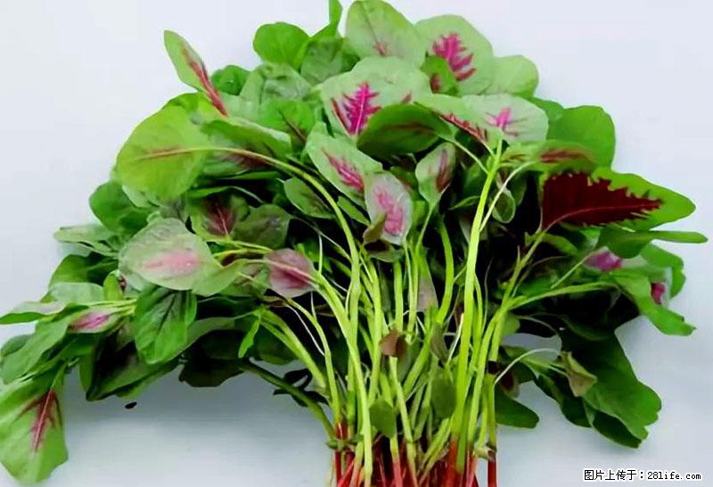 这些蔬菜是“天然钙片”，这6种被医生重点推荐 - 乌兰察布生活资讯 - 乌兰察布28生活网 wlcb.28life.com