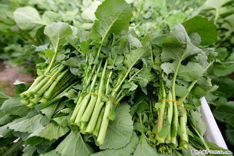 这些蔬菜是“天然钙片”，这6种被医生重点推荐 - 乌兰察布生活资讯 - 乌兰察布28生活网 wlcb.28life.com